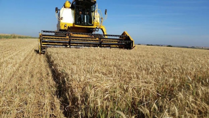 Paraná avança na colheita do trigo Revista Cultivar