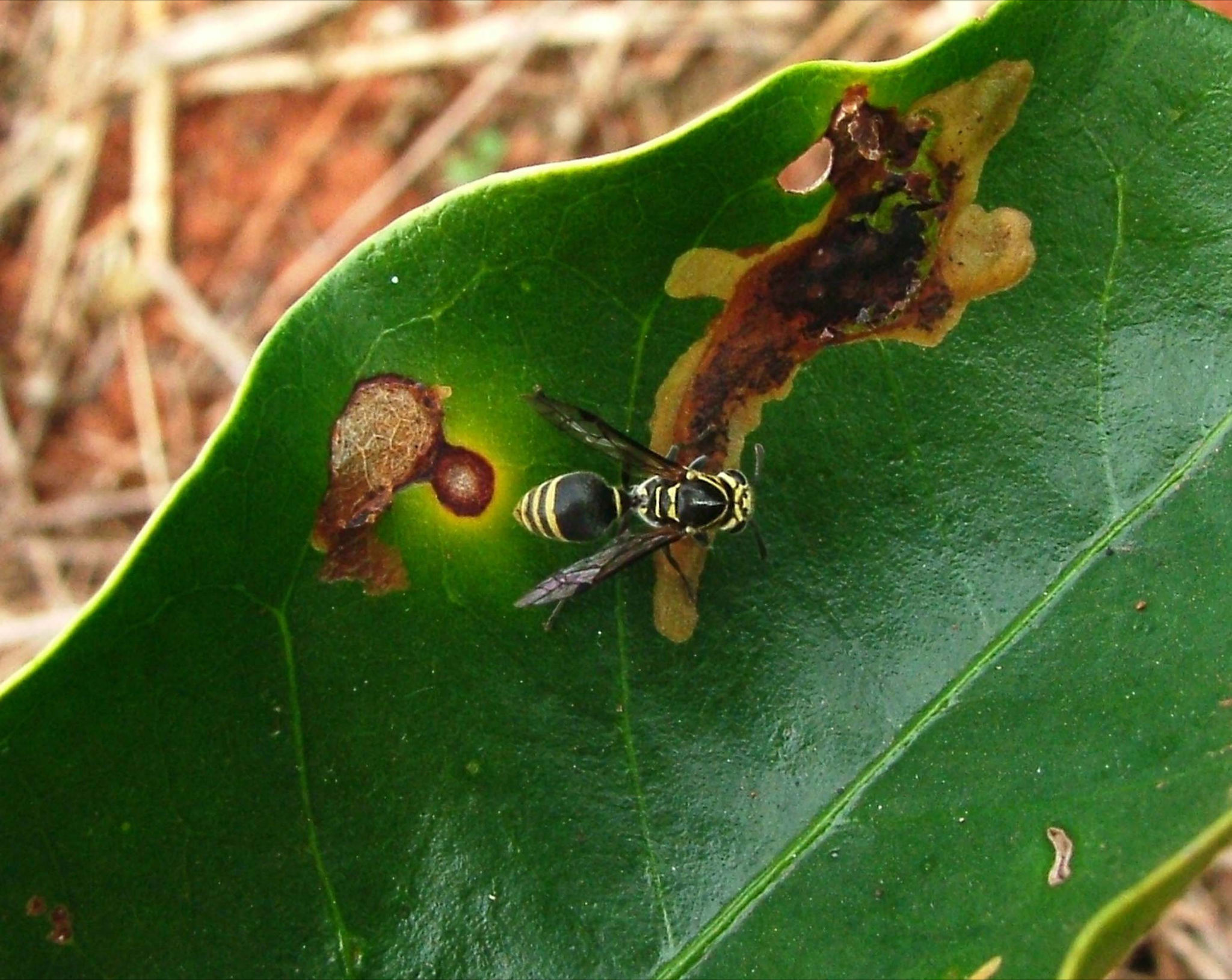 Manejo ecológico do bicho mineiro no café Revista Cultivar