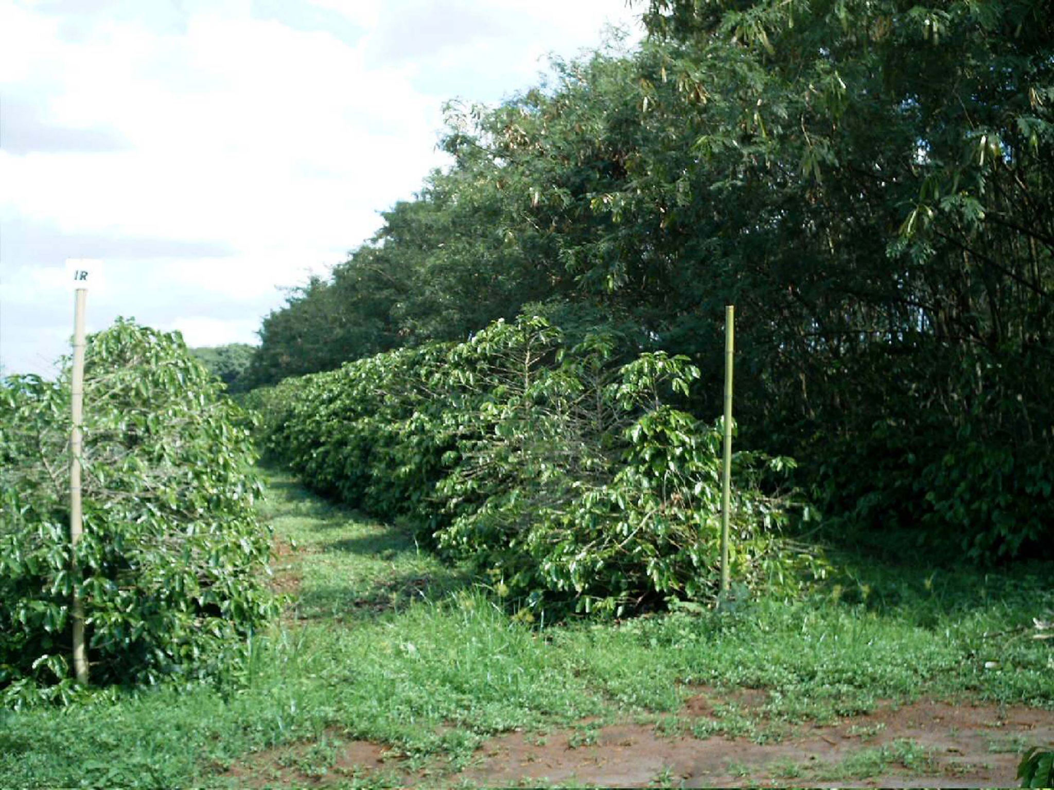 Manejo Ecol Gico Do Bicho Mineiro No Caf Revista Cultivar