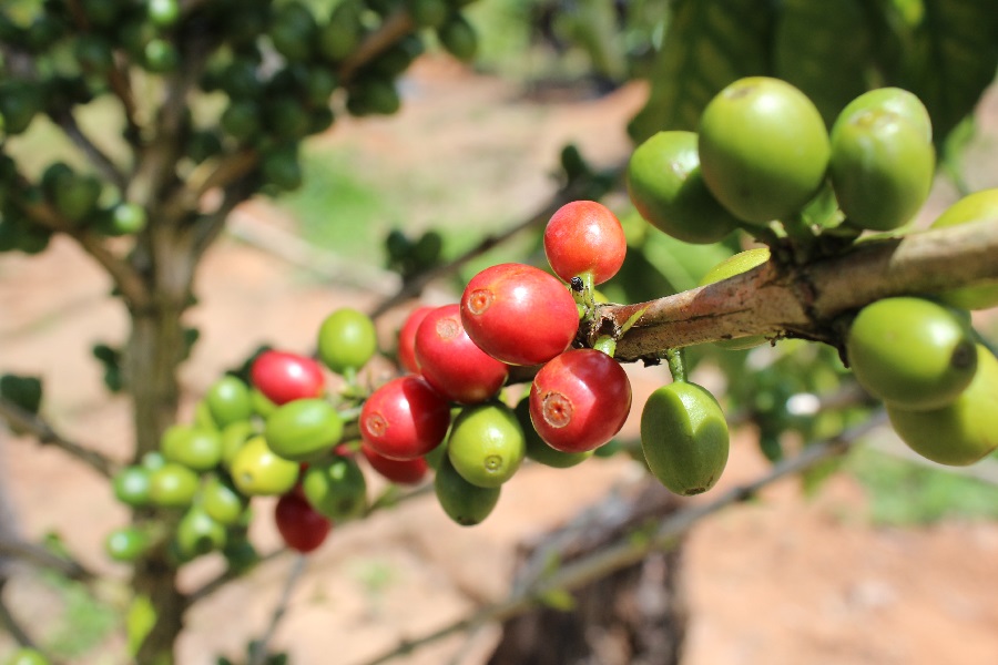 Ações da Embrapa valorizam cafeicultura em Roraima