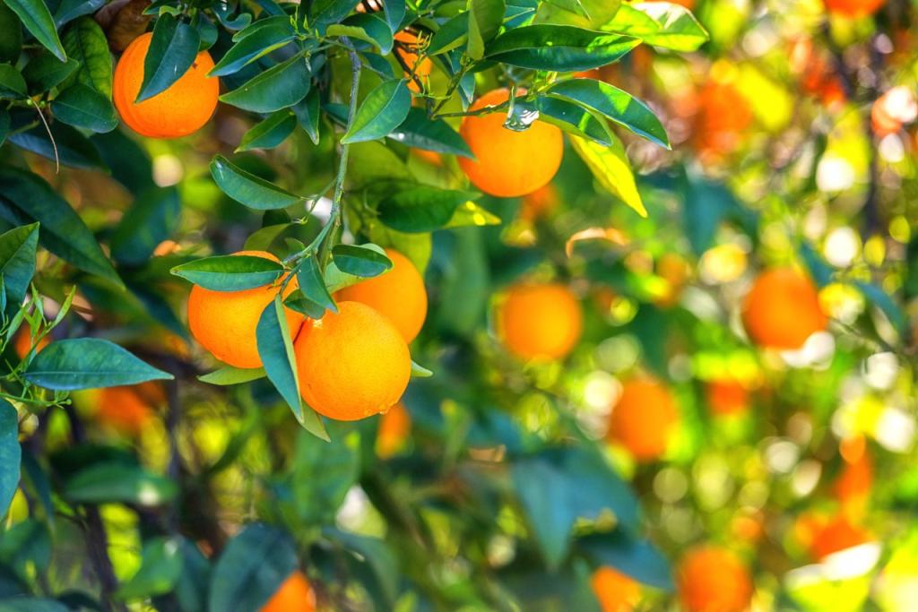 Sumitomo Chemical apresenta soluções híbridas para o mercado de citros