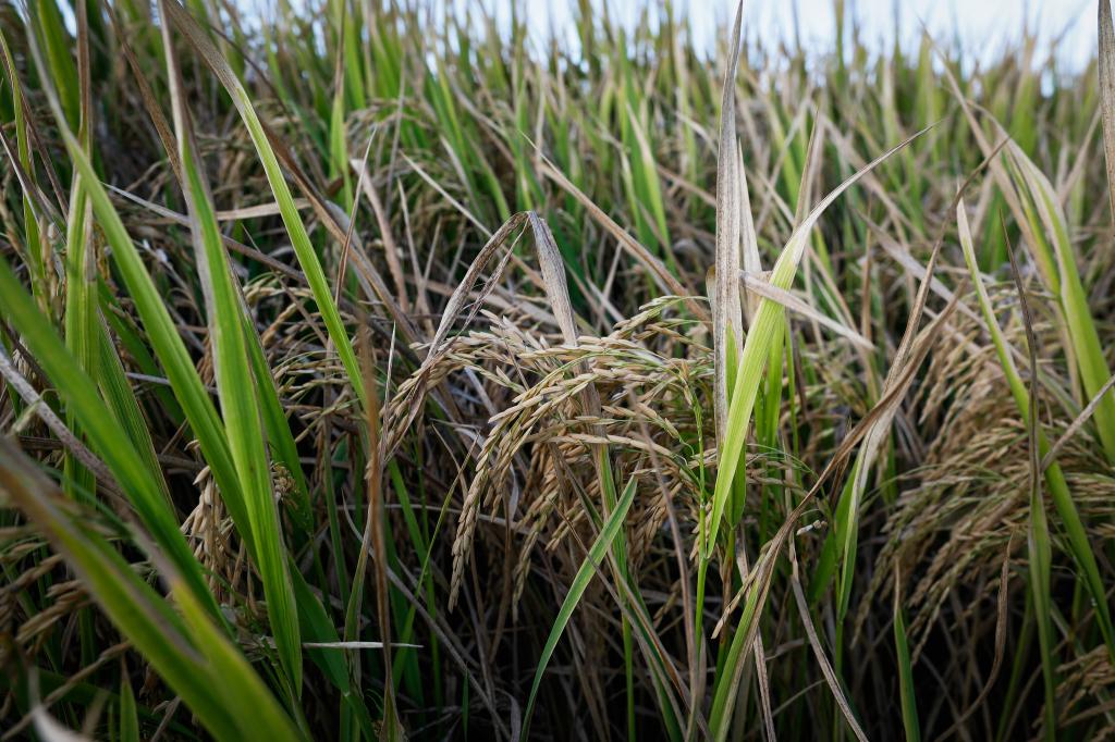 Mesmo com mercado lento, preço do arroz sobe no início de maio