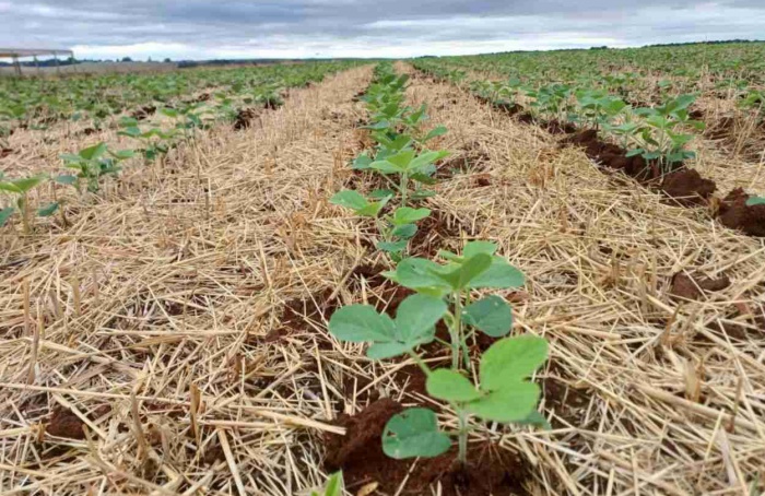 RS tem mais de 20 mil hectares de plantio antecipado da soja