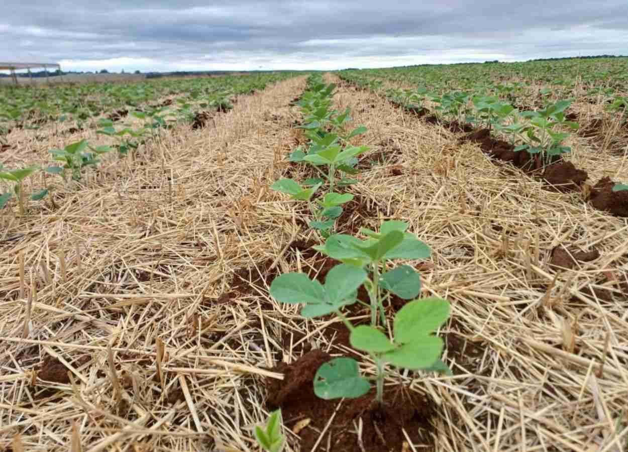 RS tem mais de 20 mil hectares de plantio antecipado da soja