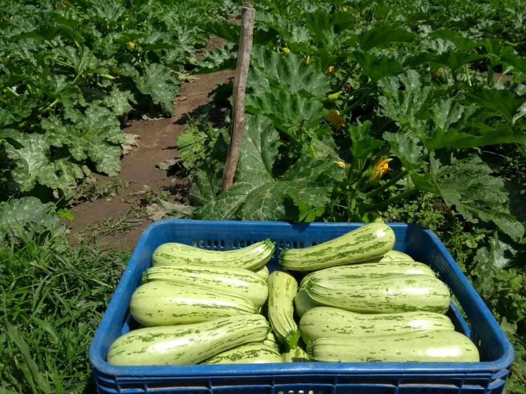 Virus-resistant zucchini provides profitability for producers