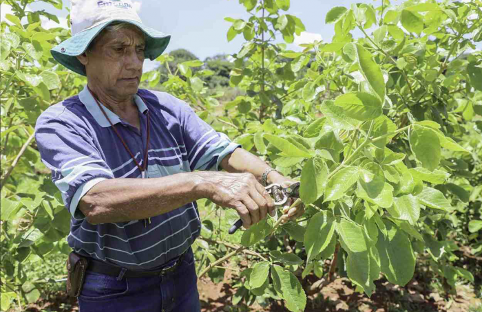 Emater Goiás comercializa hastes de pequi com e sem espinhos para viveiristas