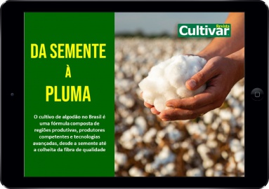 Fibra de qualidade: da semente à pluma