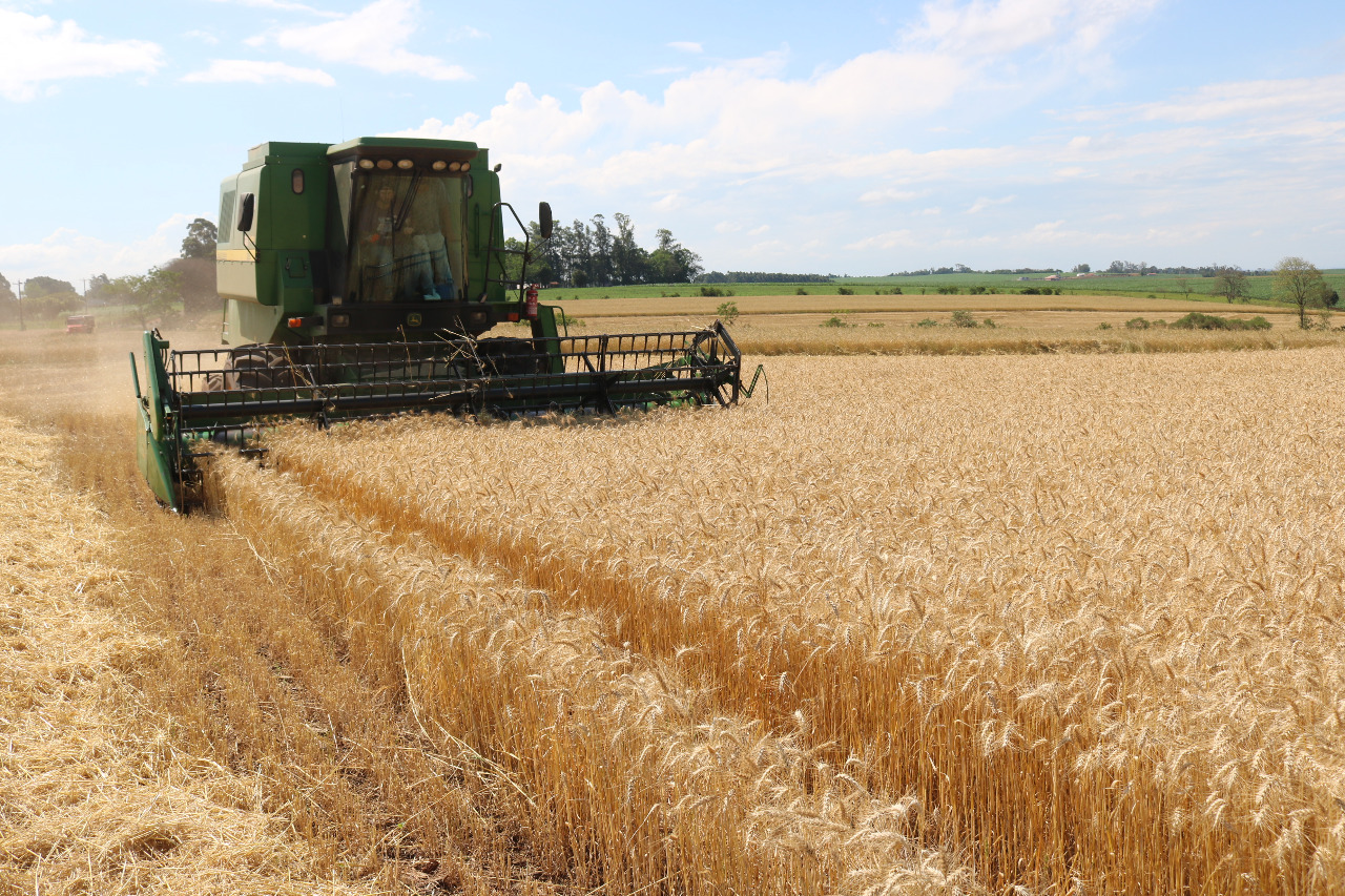 Clima favorece maturação e colheita do trigo no Rio Grande do Sul