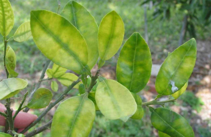 Citrus redireciona desenvolvimento vascular para conter HLB nas raízes