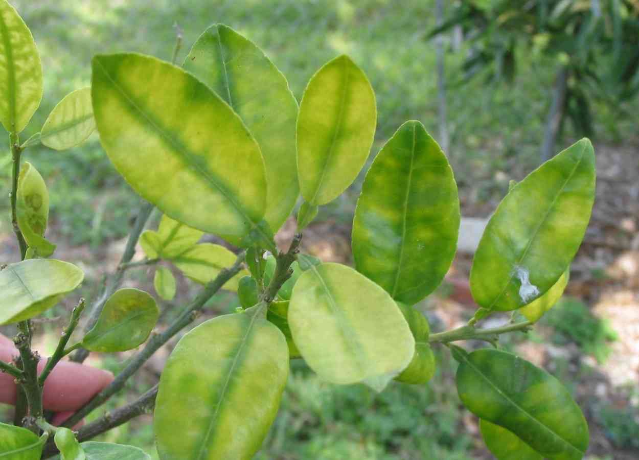 Citrus redireciona desenvolvimento vascular para conter HLB nas raízes