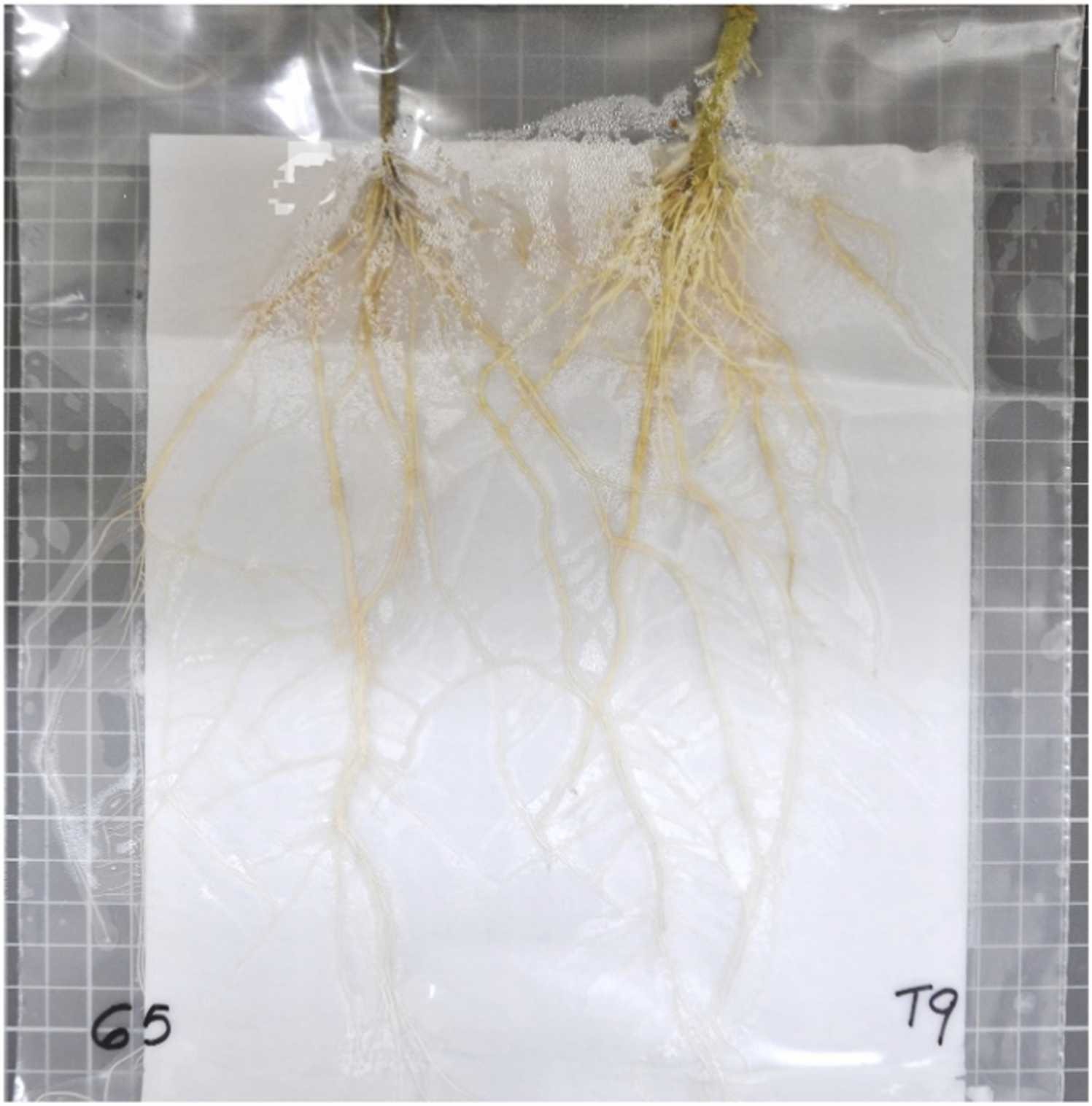 Plantas de tomate de campo (esquerda) e pimentão (direita) crescendo no sistema Rhizoslides; a imagem mostra a folha de papel, 190 × 230 x 0,6 mm, inserida em um saco de polietileno selado (35 × 24,5 cm); a irrigação pode ser facilmente aplicada com uma pipeta através de um pequeno corte na parte superior do saco plástico, sem contato com o papel -&nbsp;doi.org/10.1016/j.plantsci.2024.112203