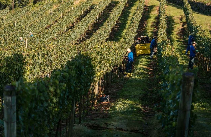 Vinícola Aurora projeta safra de 85 milhões de quilos de uvas