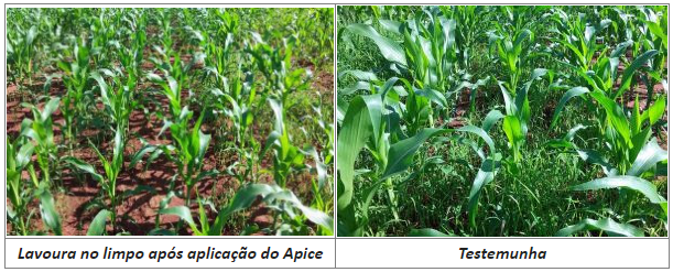 IHARA lança quatro herbicidas no mercado brasileiro