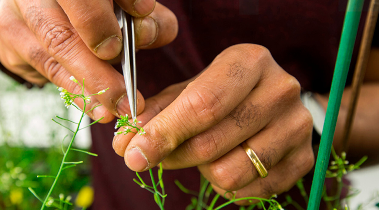 Pesquisador poliniza manualmente&nbsp;Arabidopsis&nbsp;- Foto: Joe Angeles/WashU