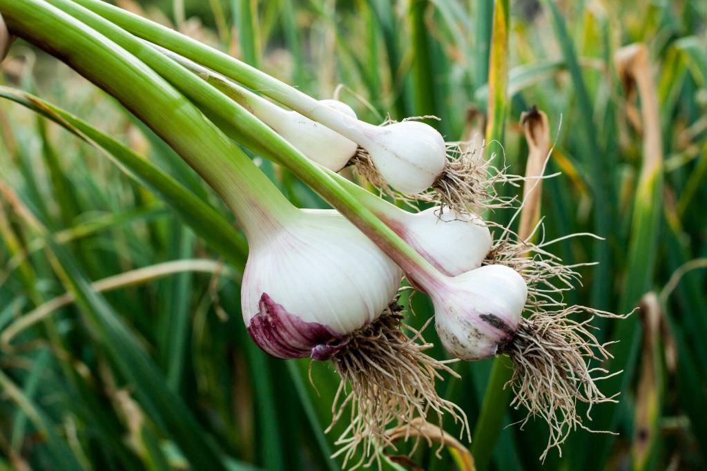 Casa Bugre | Agrivalle e Polo Produtos Agrícolas promovem 3º Encontro Técnico HF