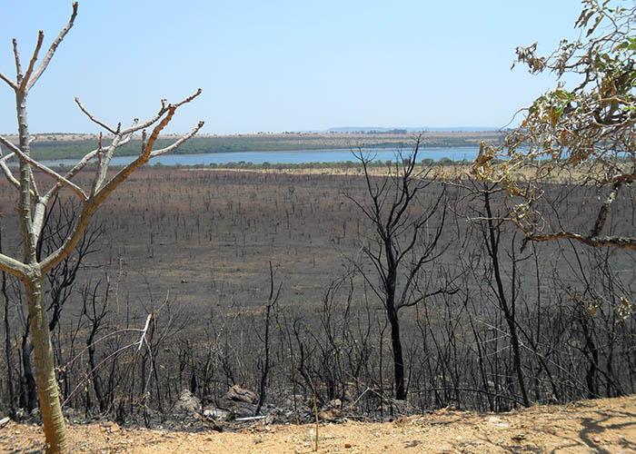 Pesquisas comprovam efeitos danosos das cinzas de queimadas no solo e na água