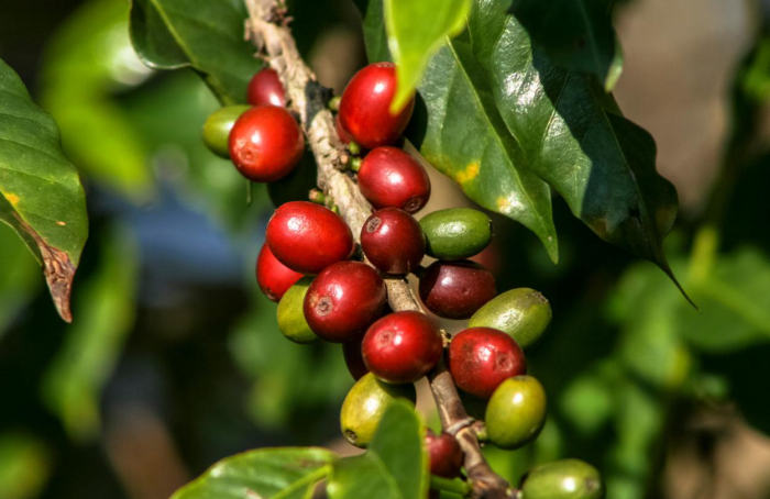 El Niño impacta regiões produtoras de café no Brasil