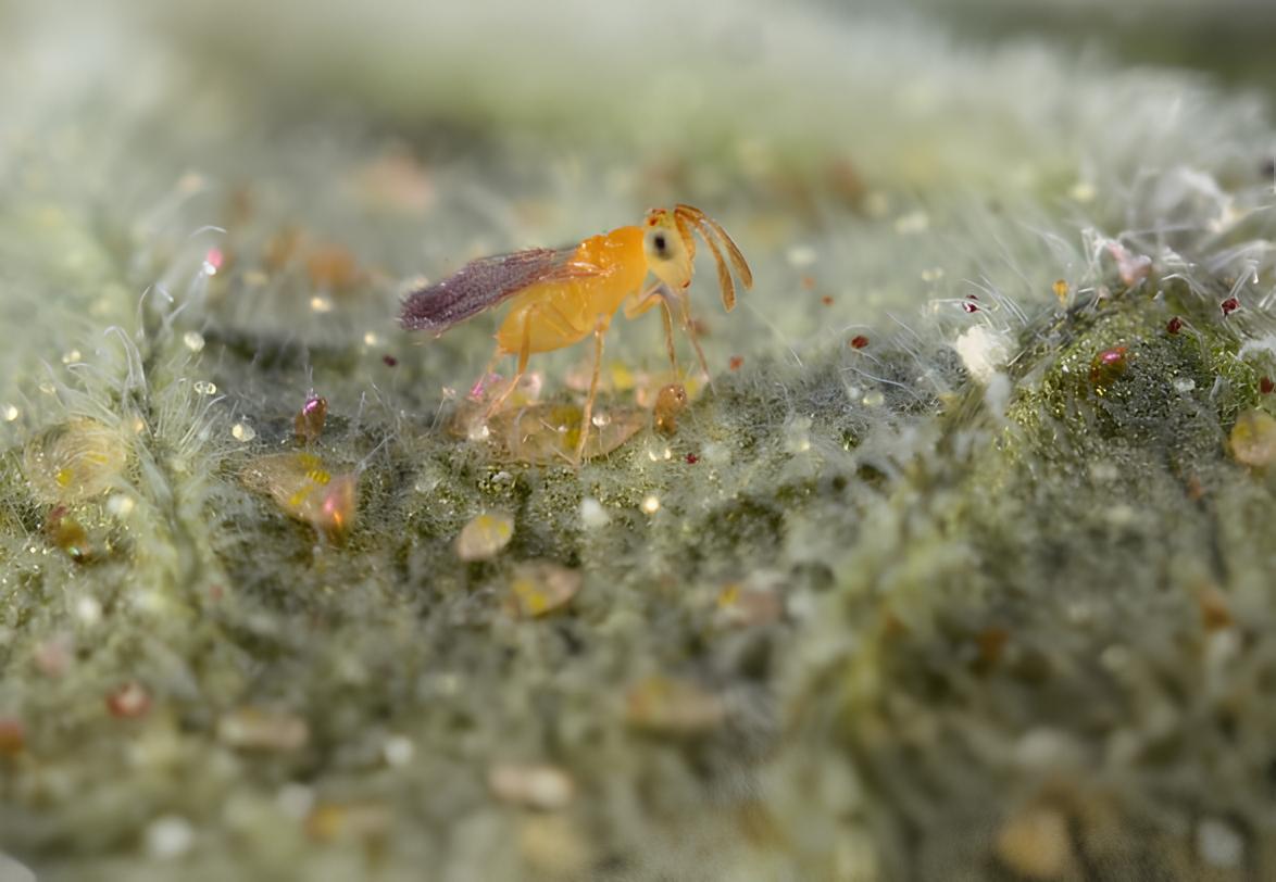 <i>Eretmocerus eremicus</i> - Foto: Lyle Buss