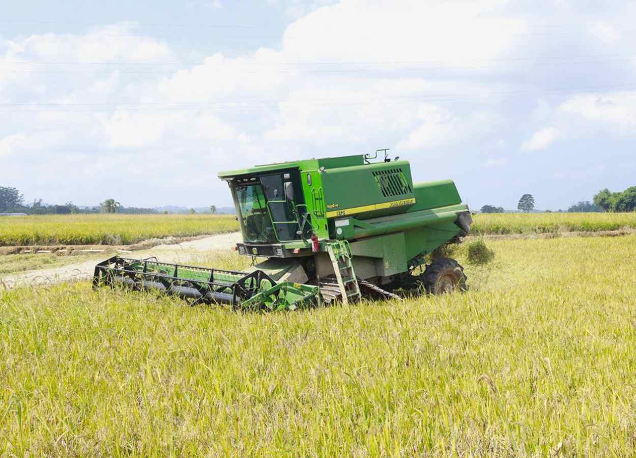 Colheita avança em SC sob pressão da crise do arroz