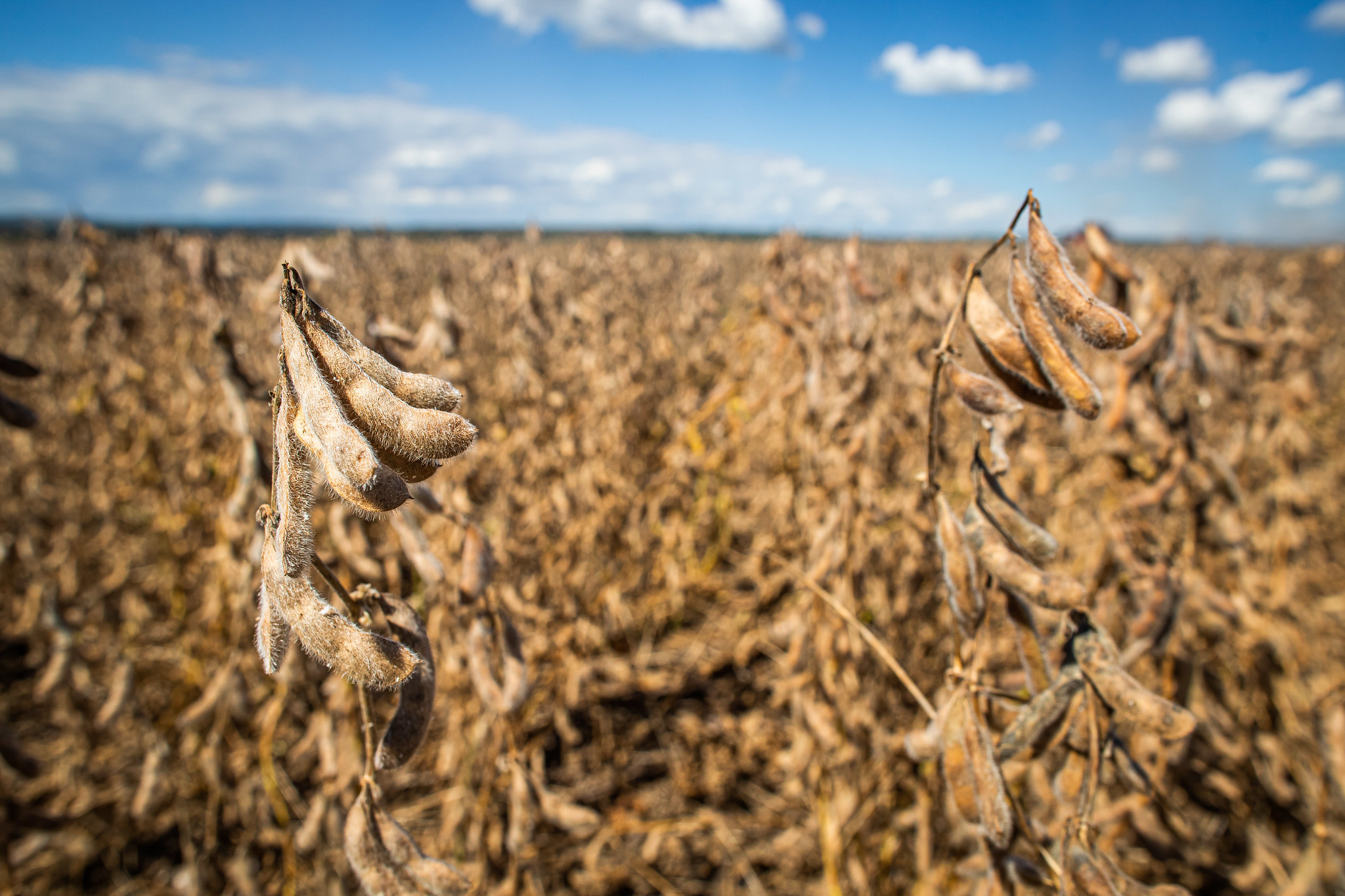 Semeadura da soja avança no Brasil e preços caem