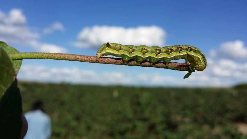 IMAmt alerta para a crescente resistência de Helicoverpa armigera às plantas com a tecnologia Bt