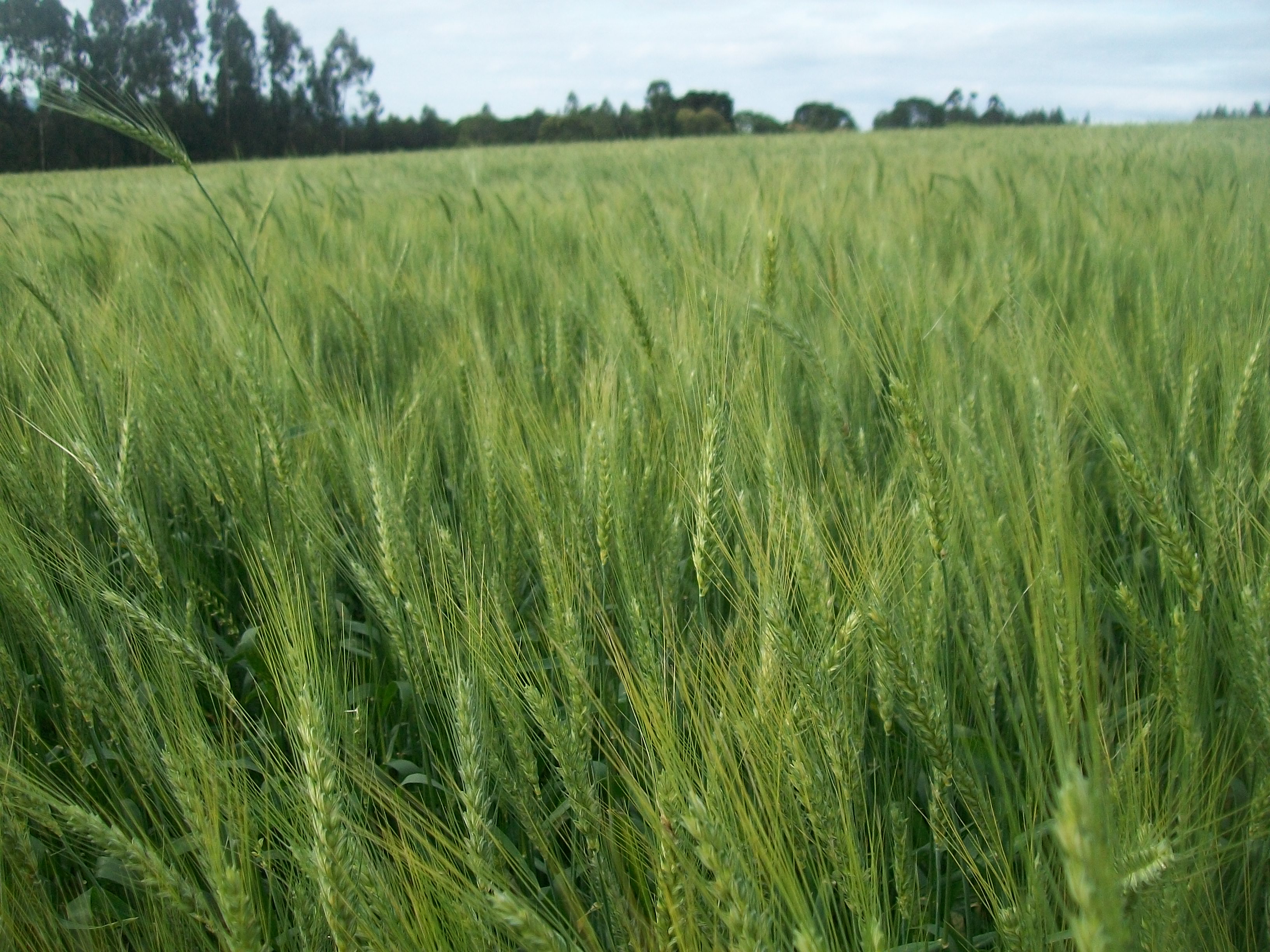 Indução de resistência em trigo