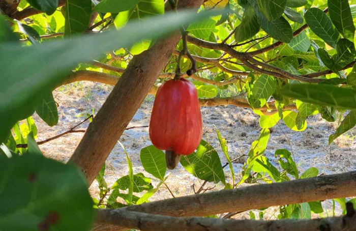 Nova cultivar BRS 805 reforça a produção de cajueiro no Ceará