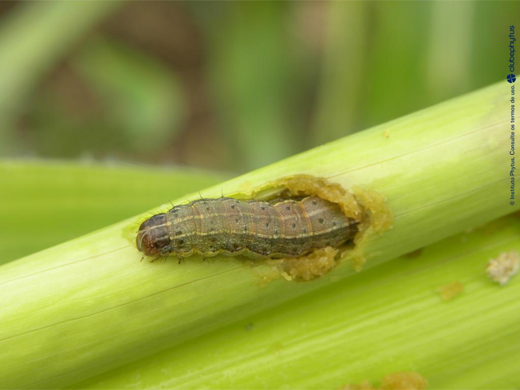 Controle biológico da lagarta-do-cartucho no milho é tema de curso para países africanos