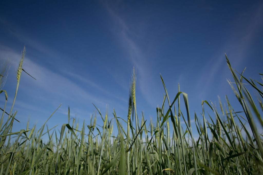 Preços do trigo estão em queda no Paraná