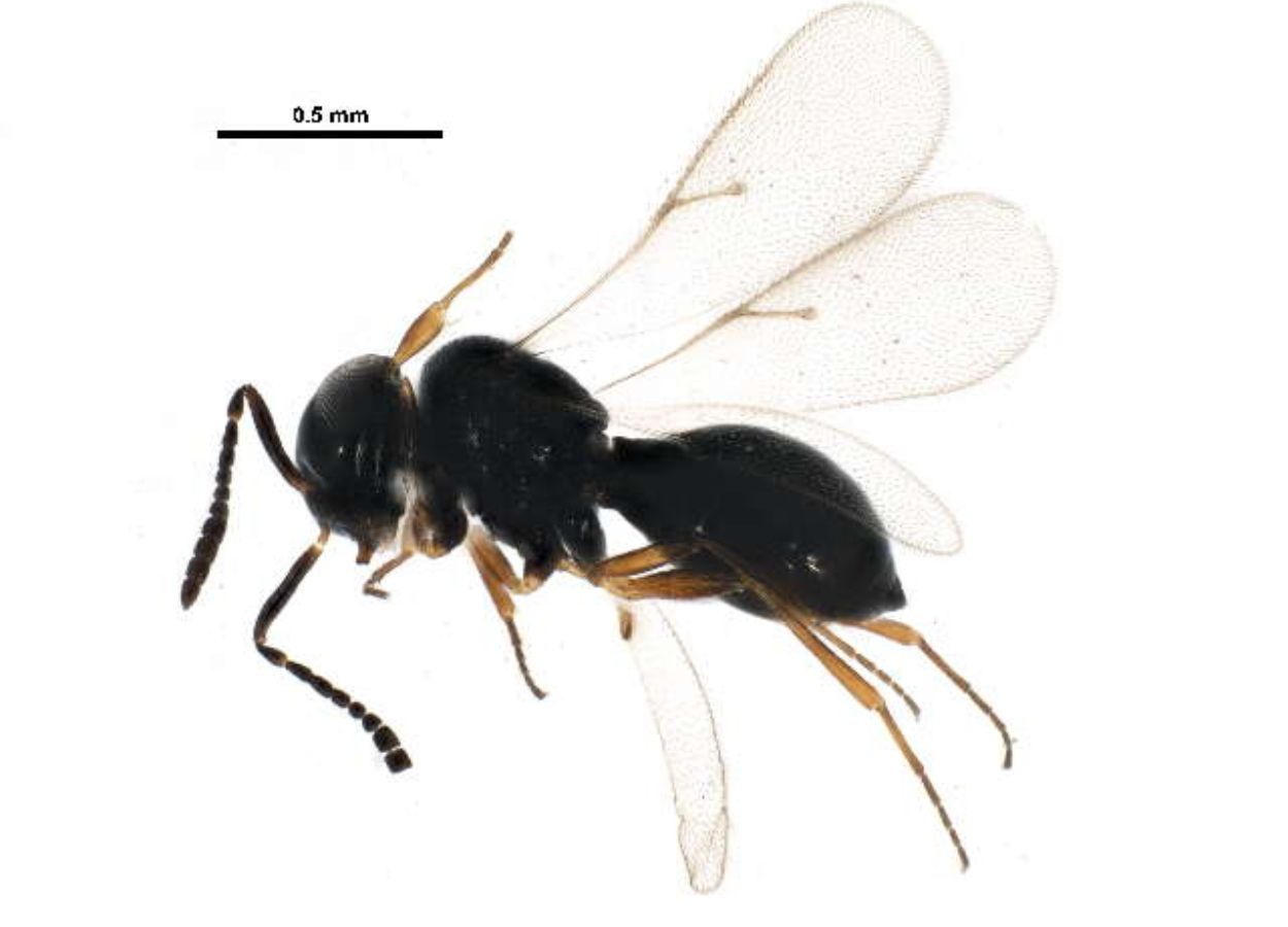 Cientistas da Unesp e da Universidade Estadual de Oklahoma verificaram em campo que liberação ideal de vespa que neutraliza o percevejo-marrom deve ser realizada de 30 em 30 metros