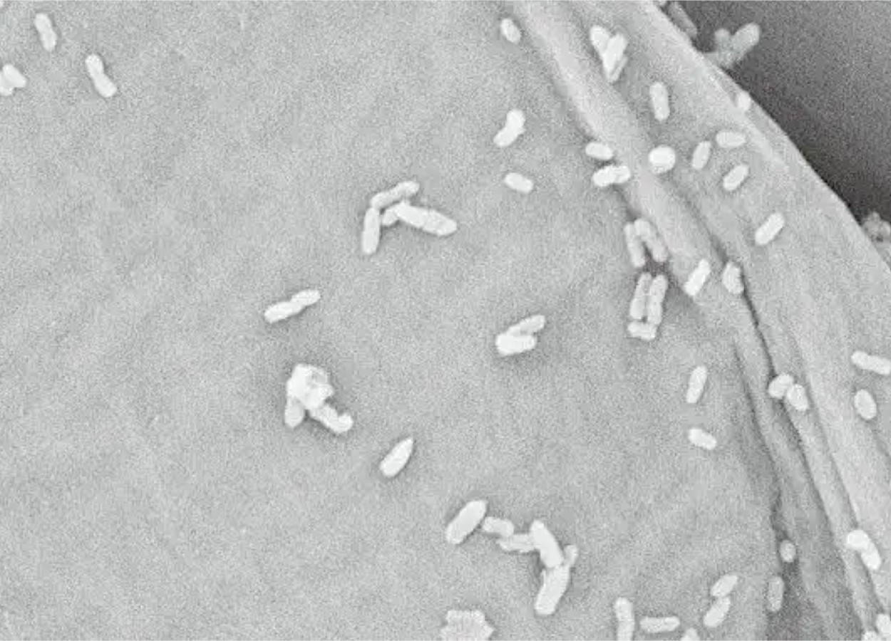 Bactérias do gênero <i>Sphingopyxis</i> colonizam o tecido radicular -&nbsp;doi.org/10.1038/s41477-025-02210-7