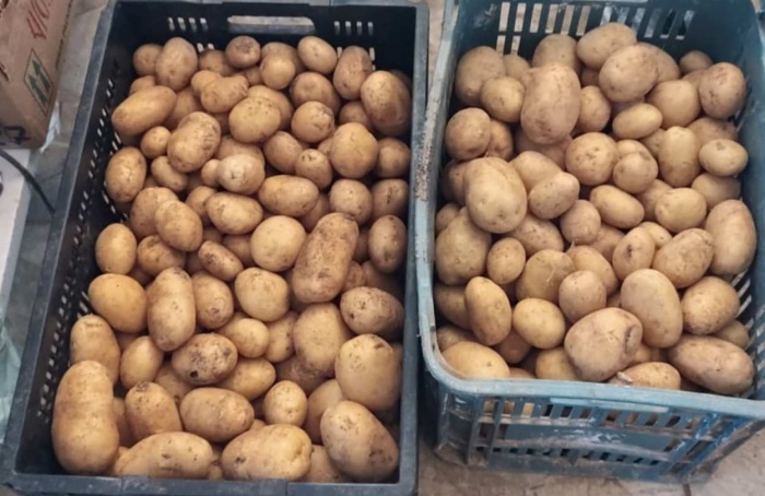 Batata-inglesa tem primeira colheita em Moema (MG)