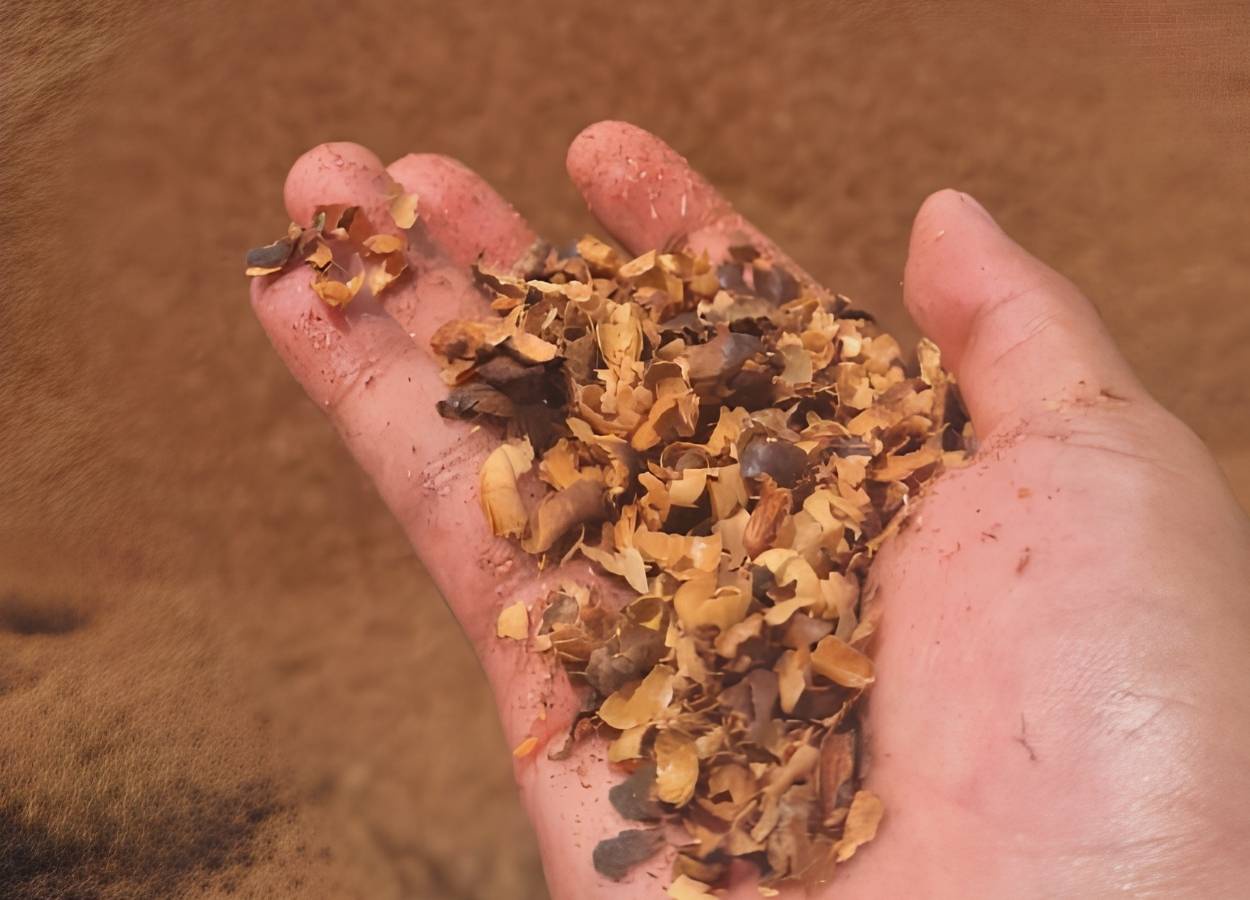 Embrapa avalia uso de resíduos agrícolas para produção de biochar