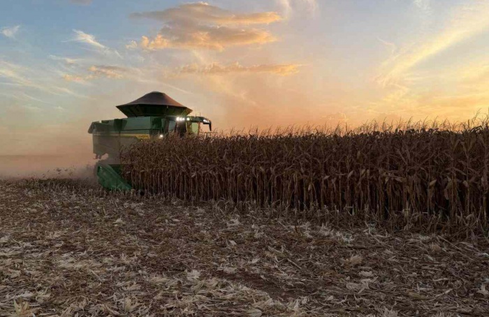 Colheita do milho segunda safra avança para 11,3% da área em MT