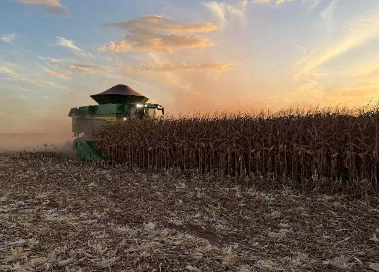 Colheita do milho segunda safra avança para 11,3% da área em MT