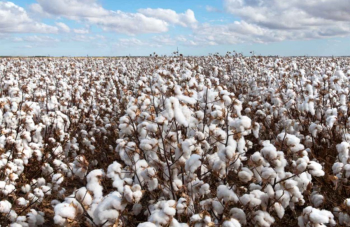 Agro cresce mais de 10% no segundo trimestre de 2025