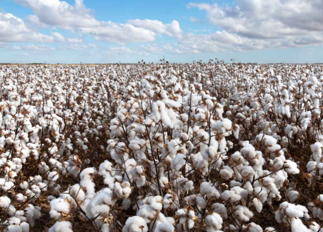 Destaques de crescimento para as culturas de milho (19,9%), soja (14,2%), arroz (17,7%), algodão (7,1%) e café (0,8%)