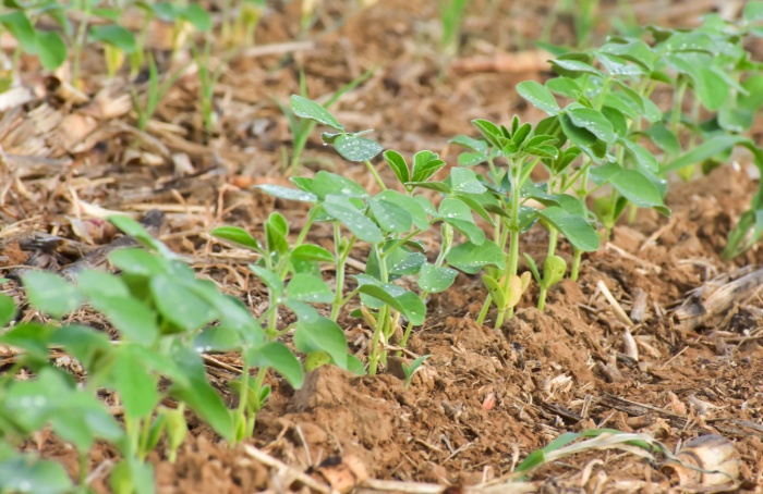 Na fase reprodutiva inicial é construído o potencial produtivo da soja