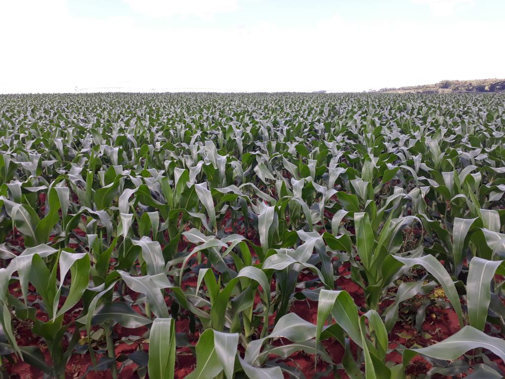 Produtores investem em tecnologia no campo para segunda safra de milho