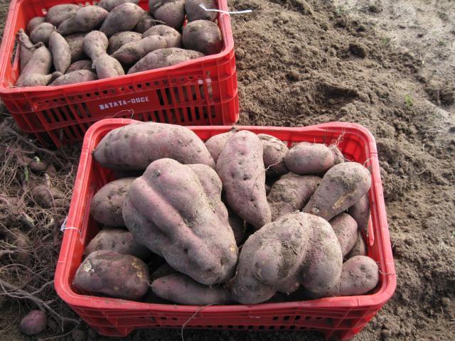 Fepagro e Embrapa lançam nova cultivar de batata-doce na Expoagro