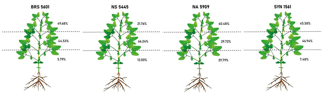 Figura 3 - Concentração dos danos de tripes em função do estrato da planta em diferentes cultivares de soja avaliadas. Ibirubá, RS, safra 2018/2019