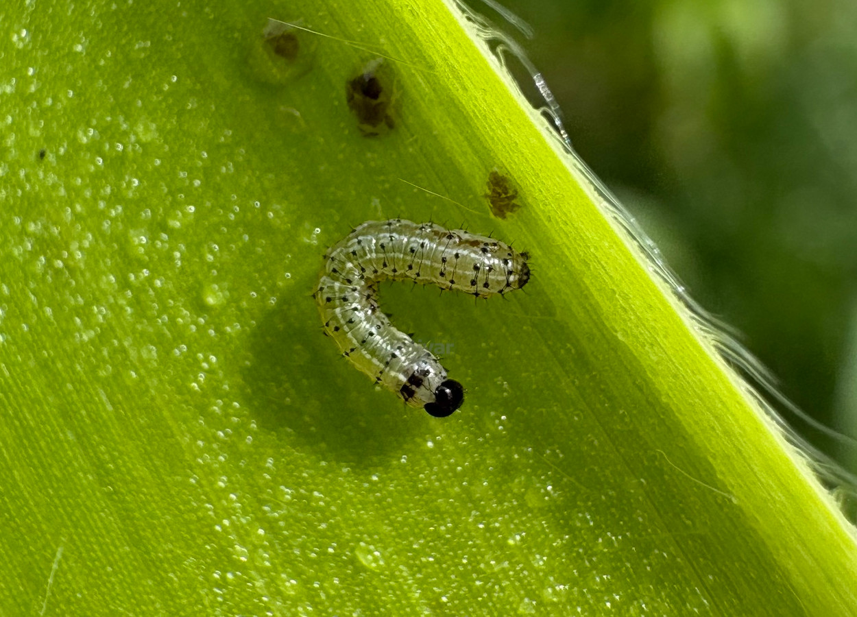 Foto:&nbsp;Flash8585 / iNaturalist - CC BY-NC 4.0