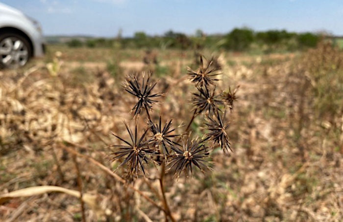 Picão-preto resistente ao glifosato, o novo desafio do produtor no manejo de plantas daninhas