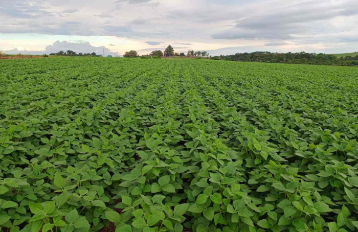 Plantio da soja está praticamente concluído no Rio Grande do Sul