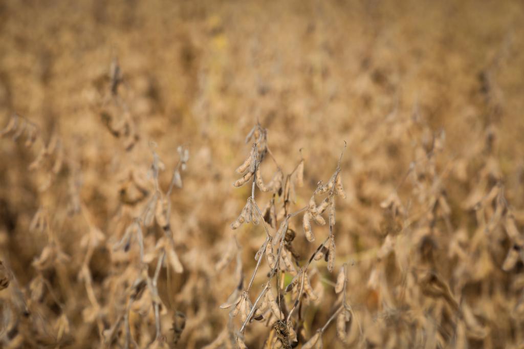 Vendas de soja atingem 70% da produção