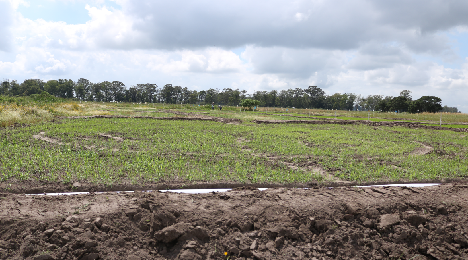 Embrapa e IRGA definem produtos nas lavouras experimentais da 32ª Abertura da Colheita do Arroz