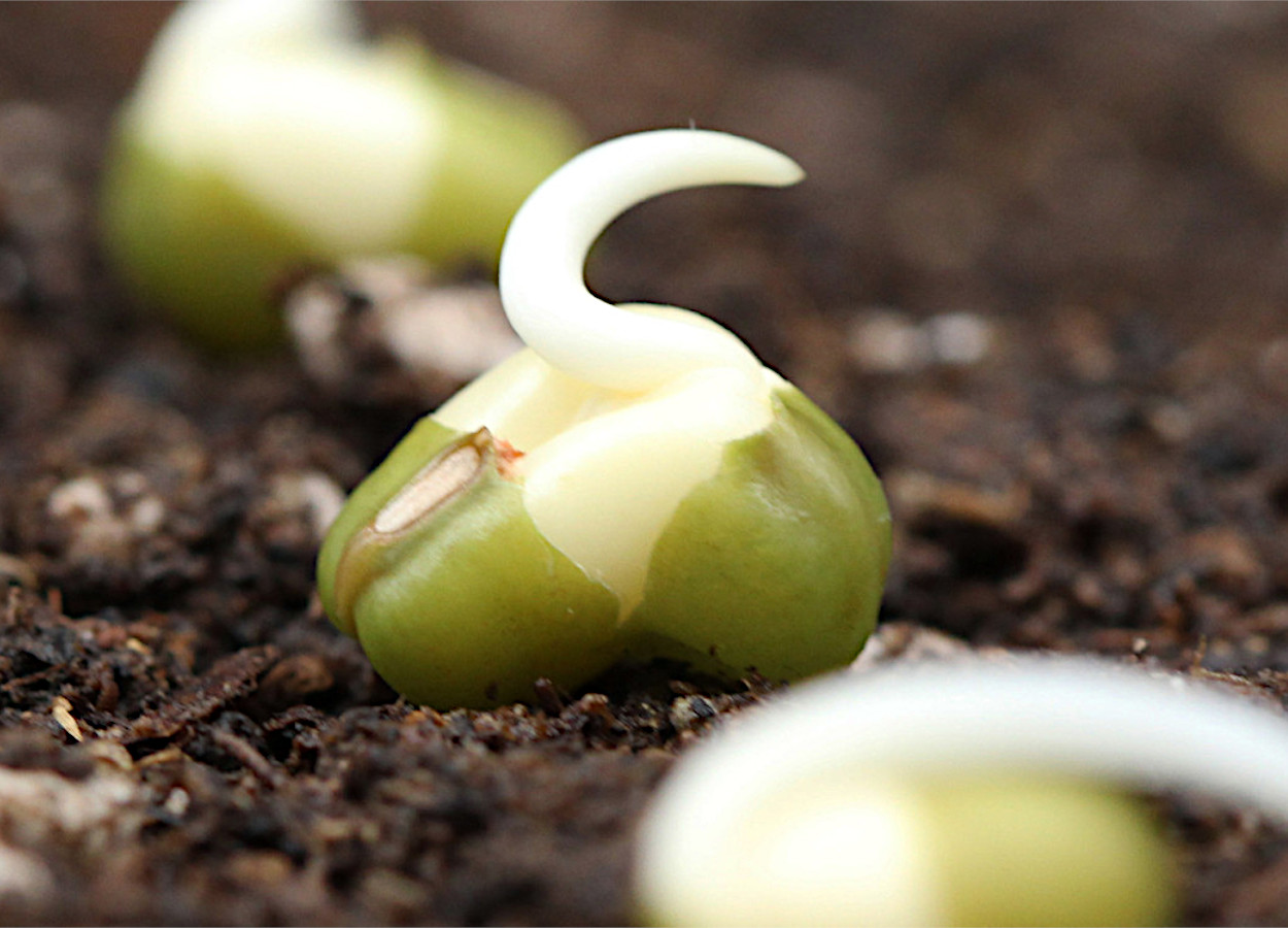 Foto:&nbsp;Uni MS - Bettina Roessmann / Plant Energy Biology Lab
