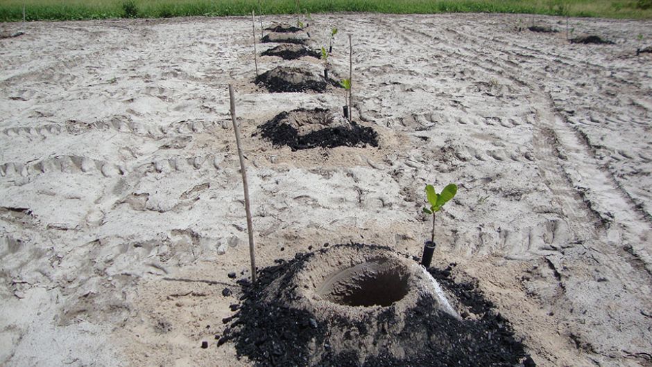 Materiais mantêm a umidade próxima às raízes das plantas; foto:&nbsp;Rubens Sonsol