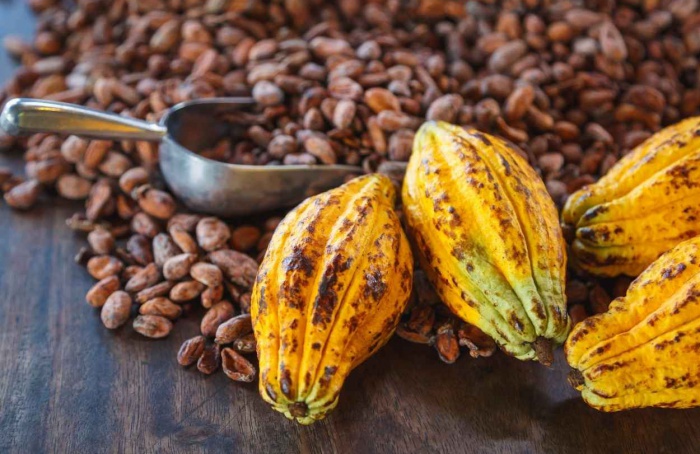 StoneX aponta recuperação do mercado global de cacau