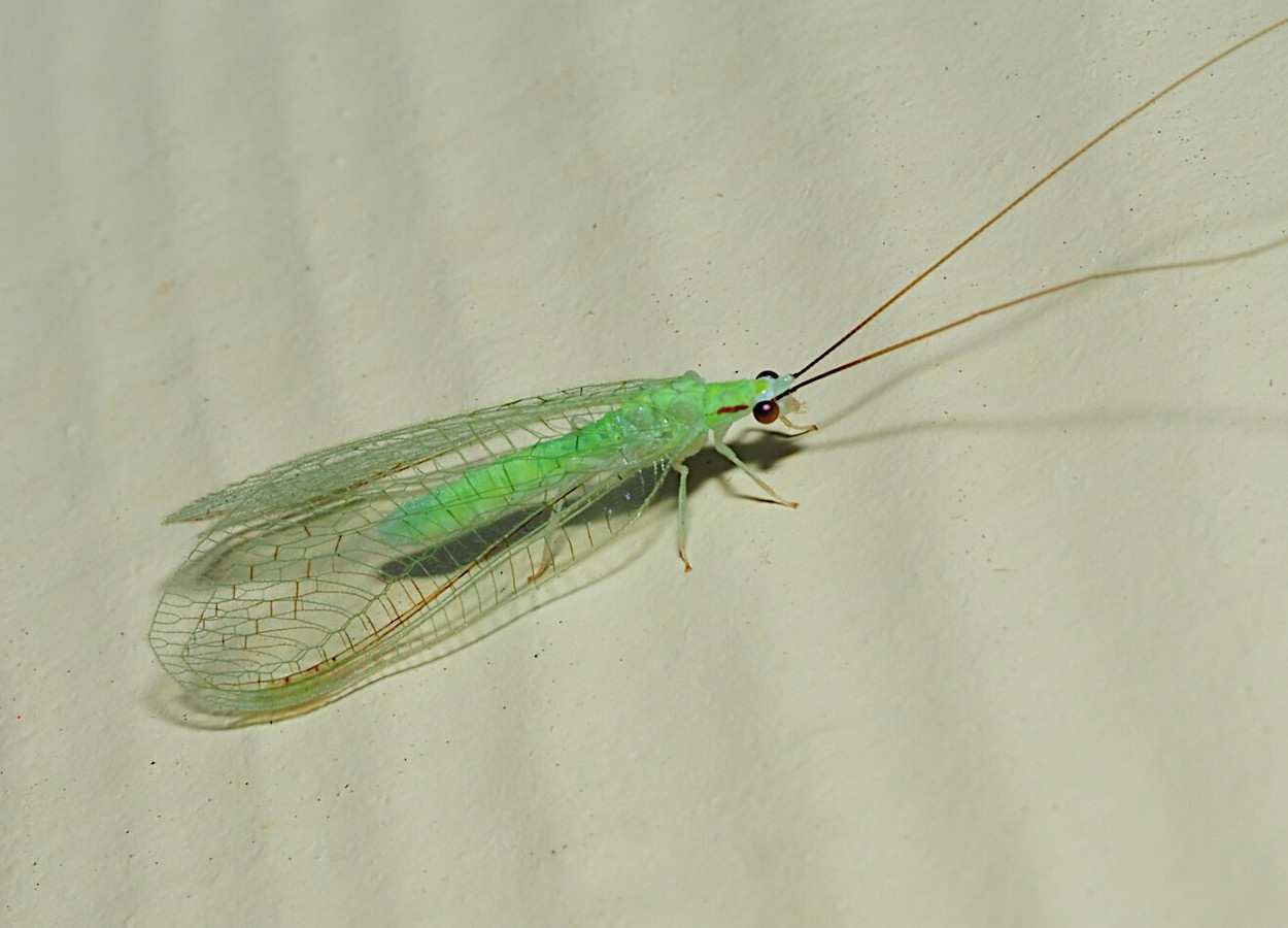 Larvas de Ceraeochrysa cincta demonstram preferência por ovos parasitados por Trichogramma galloi